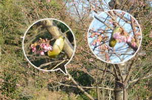 20160302　春の野鳥-2